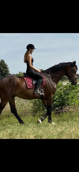 Esstockholm Schabracke/Set, Equestrian Stockholm Dressage Pad Bordeaux, Laura, Schabracken, Herzogenburg, Abbildung 3