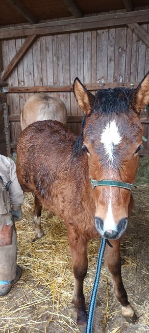 Estnischer klepper stutfohlen, ponyfohlen, Sandra, Pferd kaufen, Gerolzhofen, Abbildung 3