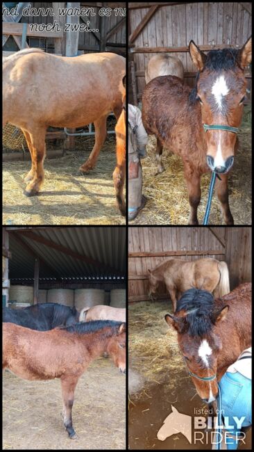 Estnischer klepper stutfohlen, ponyfohlen, Sandra, Horses For Sale, Gerolzhofen, Image 5