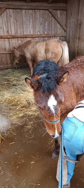 Estnischer klepper stutfohlen, ponyfohlen, Sandra, Horses For Sale, Gerolzhofen, Image 4