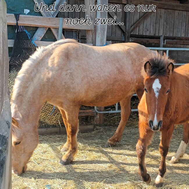 Estnischer klepper stutfohlen, ponyfohlen, Sandra, Konie na sprzedaż, Gerolzhofen