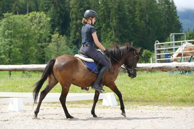 Ein Hingucker mit Klasse, Irene Zimmermann, Horses For Sale, Ramsau am Dachstein, Image 2