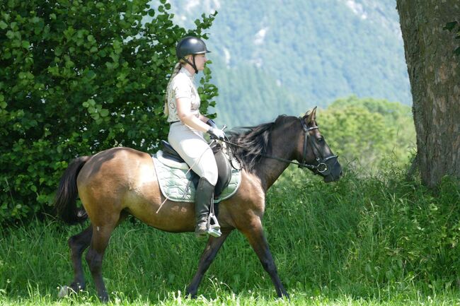 Ein Hingucker mit Klasse, Irene Zimmermann, Horses For Sale, Ramsau am Dachstein, Image 4