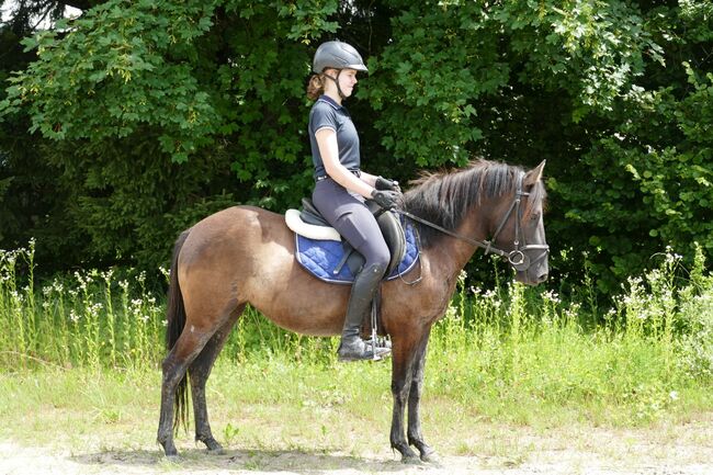 Ein Hingucker mit Klasse, Irene Zimmermann, Horses For Sale, Ramsau am Dachstein, Image 5