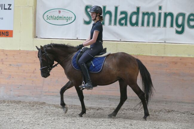 Ein Hingucker mit Klasse, Irene Zimmermann, Horses For Sale, Ramsau am Dachstein, Image 7