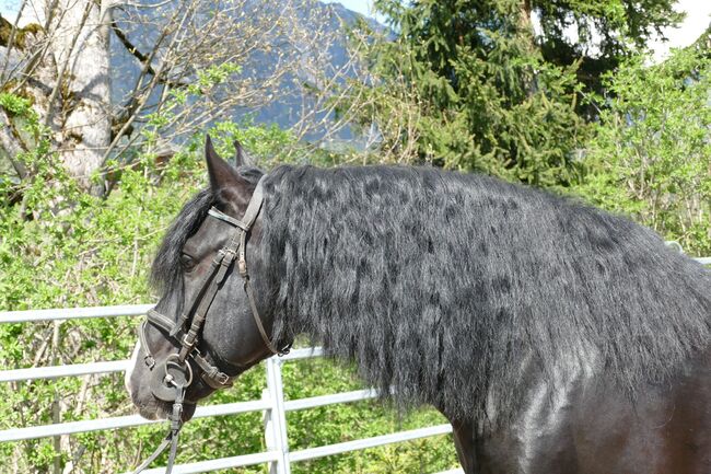 Ein Hingucker mit Klasse, Irene Zimmermann, Horses For Sale, Ramsau am Dachstein, Image 3