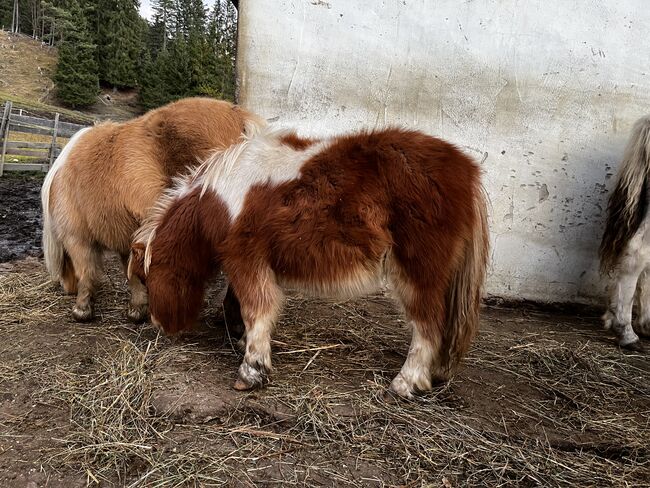 Jährlingshengst top abstammung, Eva, Horses For Sale, Leutasch, Image 4