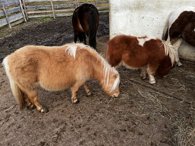 Jährlingshengst top abstammung, Eva, Horses For Sale, Leutasch, Image 3