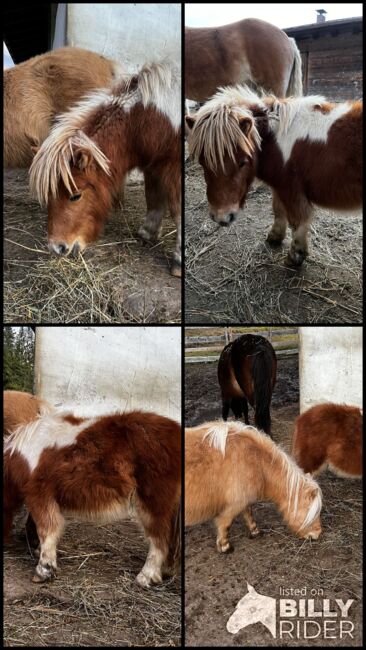 Jährlingshengst top abstammung, Eva, Horses For Sale, Leutasch, Image 5