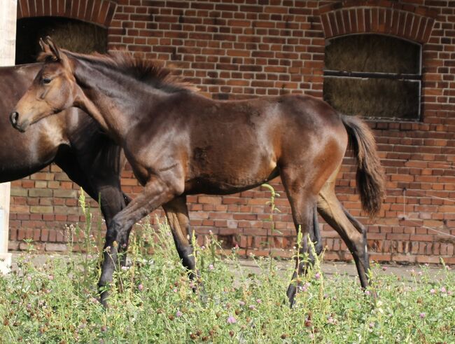 Jährlings Stute von By your side x Bretton Woods, LisaMarie, Horses For Sale, Stendal, Image 6