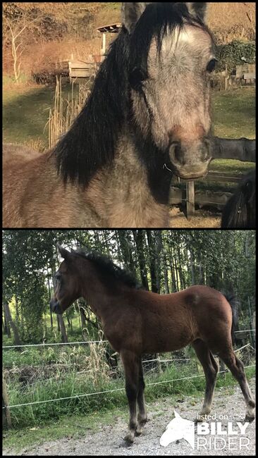 Jährling Welsh-A Stutfohlen mit bester Zuchtbstammung, Viola Frohwein, Horses For Sale, Neubeuern, Image 3