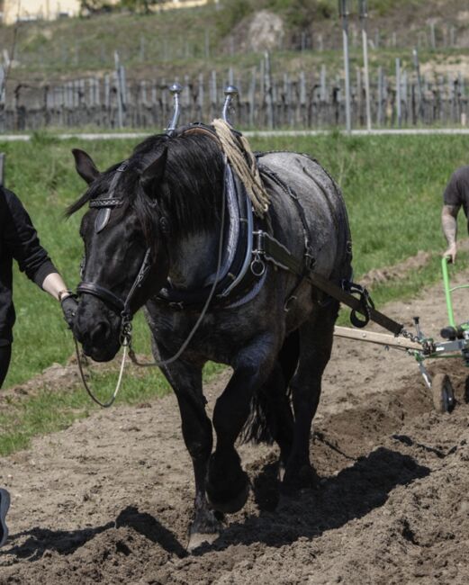 Eingespieltes Noriker-Gespann., Mariana, Horses For Sale, Krems