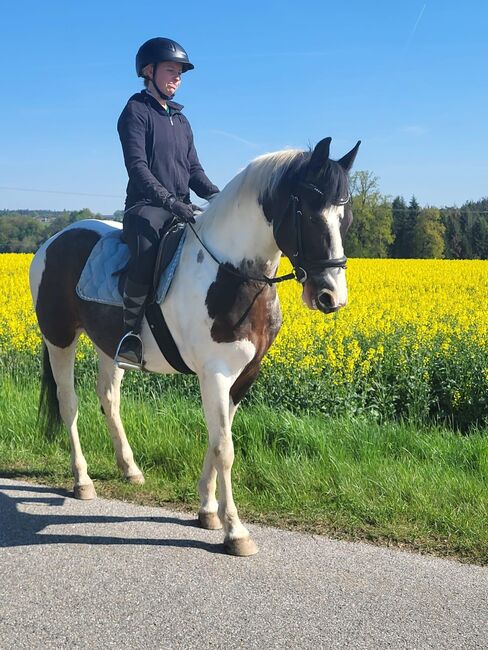 Europäisches Westernpferd, 7 Jahre, 154cm, Barbara Demmel , Pferd kaufen, Hebertsfelden