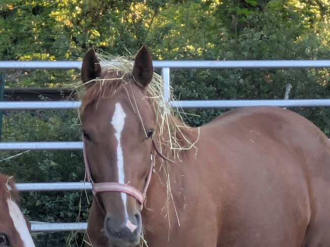 Europäisches Westernpferd, Natalie Schurich , Horses For Sale, Bad Mergentheim 