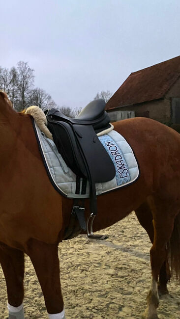 Euroriding by Presige Dressursattel, Presige  Emilio , Heidi Möller , Dressage Saddle, Blomberg , Image 3