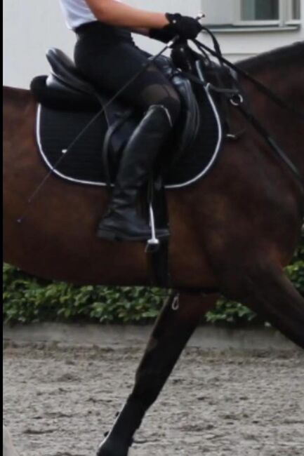 Euroriding Luxor Springsattel, Euroriding  Luxor, Bastian, Jumping Saddle, Altlandsberg , Image 5