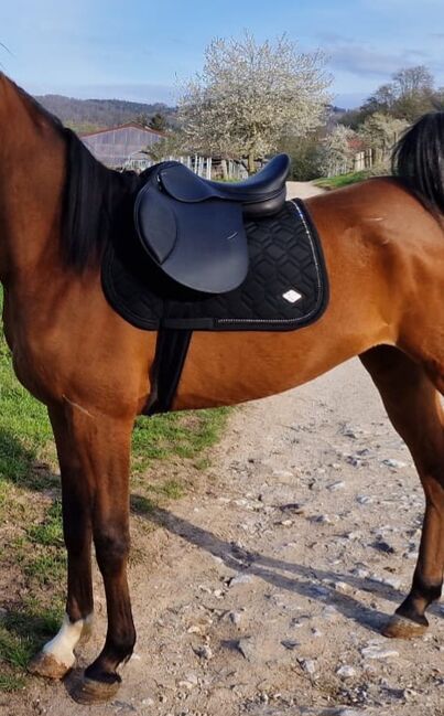 Euroriding Remus VS- neuwertig!, Euroriding  Remus VS, Jasmin, All Purpose Saddle, Langelsheim, Image 6