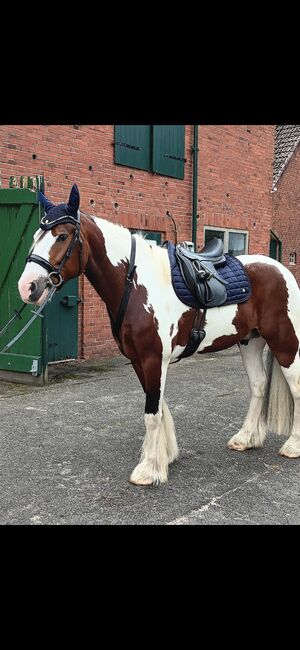 Euroriding Achat sensitiv Dressur 17", Euroriding  Achat sensitiv , Beate Postel , Dressage Saddle, Hemmoor, Image 12