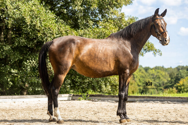 Eve - Deutsches Sportpferd (DSP), 9 Jahre, Braun, WOW Pferd  (WOW Pferd), Pferd kaufen, Bayern - Attenkirchen, Abbildung 3