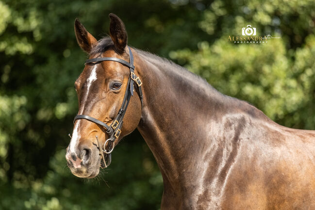Eve - Deutsches Sportpferd (DSP), 9 Jahre, Braun, WOW Pferd  (WOW Pferd), Pferd kaufen, Bayern - Attenkirchen
