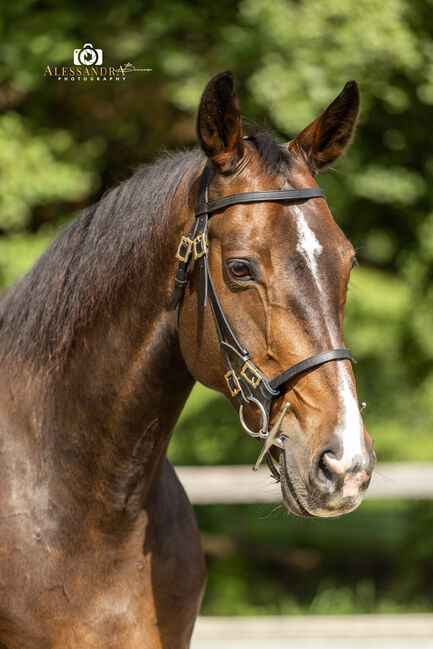 Eve - Deutsches Sportpferd (DSP), 9 Jahre, Braun, WOW Pferd  (WOW Pferd), Horses For Sale, Bayern - Attenkirchen, Image 4