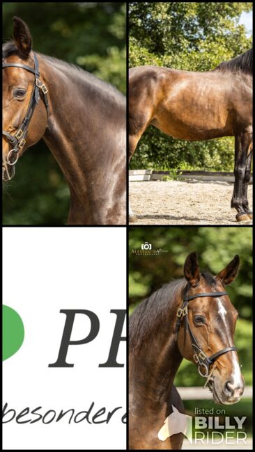 Eve - Deutsches Sportpferd (DSP), 9 Jahre, Braun, WOW Pferd  (WOW Pferd), Horses For Sale, Bayern - Attenkirchen, Image 7