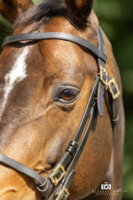 Eve - Deutsches Sportpferd (DSP), 9 Jahre, Braun, WOW Pferd  (WOW Pferd), Horses For Sale, Bayern - Attenkirchen, Image 5