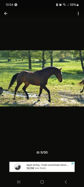 Vielseitigkeitspferd Wallach 7 von Arko Junior & Pilot, Anja Klötzer , Horses For Sale, Hagenow , Image 2