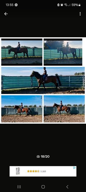 Vielseitigkeitspferd Wallach 7 von Arko Junior & Pilot, Anja Klötzer , Horses For Sale, Hagenow , Image 14