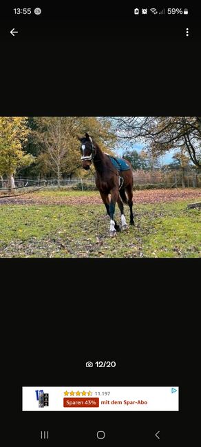 Vielseitigkeitspferd Wallach 7 von Arko Junior & Pilot, Anja Klötzer , Horses For Sale, Hagenow , Image 11