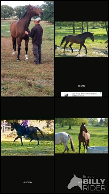Vielseitigkeitspferd Wallach 7 von Arko Junior & Pilot, Anja Klötzer , Horses For Sale, Hagenow , Image 15