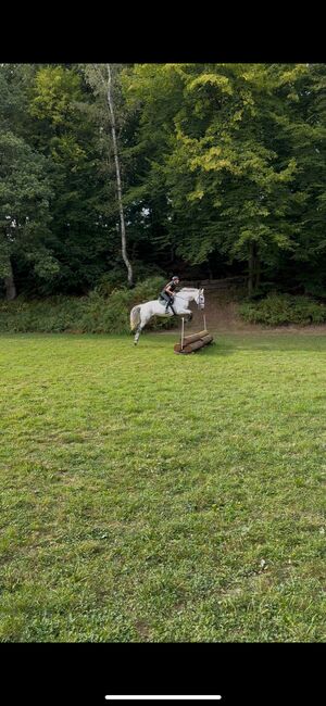 Vielseitigkeitspferd M Springpferd Lehrpferd Familienpferd Dressurpferd, Cinje, Horses For Sale, Hennef (Sieg)