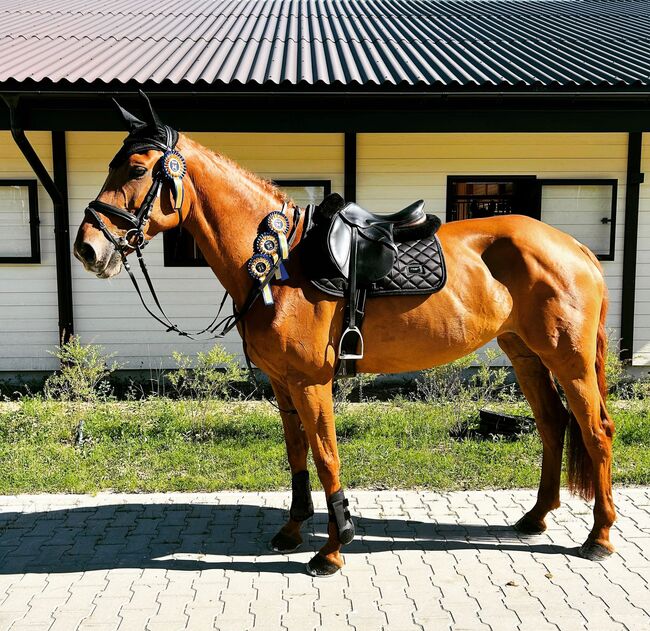 Kindergeeignete Vielseitigkeitsstute, Katharina Lehmann (Pferdevermittlung Leus), Horses For Sale, Latvia, Image 4