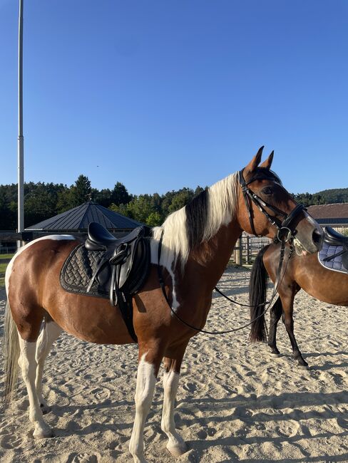 Vielseitigkeits Sattel Euroriding, Euroriding Euroriding Jade, Lena Vater, All Purpose Saddle, Pregarten, Image 2