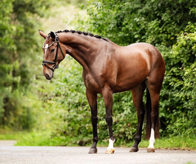 Vielseitigkeit Springpferd Stute von KROS, Melly, Horses For Sale, Friedeburg Reepsholt, Abickhafe, Image 3