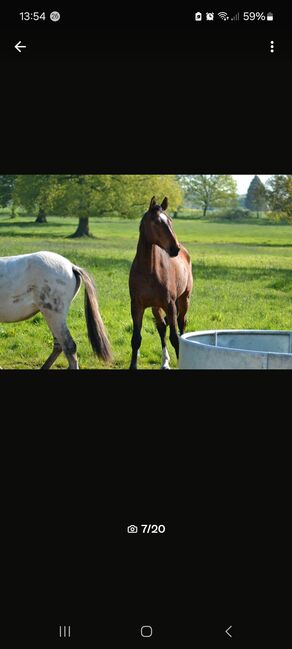 Vielseitigkeitspferd Wallach 7 von Arko Junior & Pilot, Anja Klötzer , Horses For Sale, Hagenow , Image 6