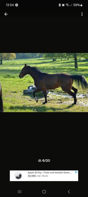 Vielseitigkeitspferd Wallach 7 von Arko Junior & Pilot, Anja Klötzer , Horses For Sale, Hagenow , Image 5