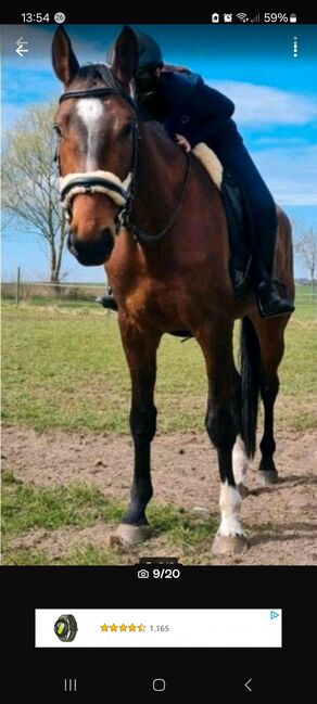 Vielseitigkeitspferd Wallach 7 von Arko Junior & Pilot, Anja Klötzer , Horses For Sale, Hagenow , Image 8