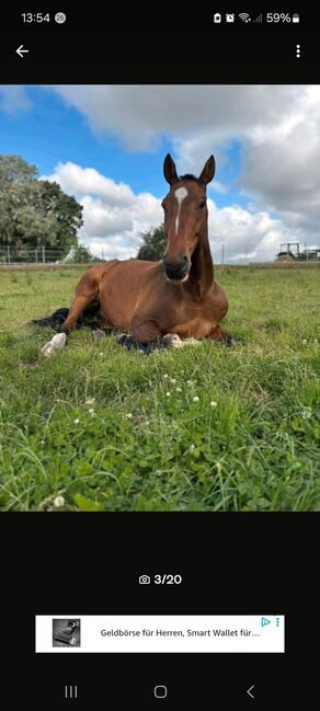 Vielseitigkeitspferd Wallach 7 von Arko Junior & Pilot, Anja Klötzer , Horses For Sale, Hagenow , Image 3