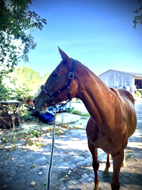 Ausgeglichene sensible Vollblut Stute sucht neuen Menschen, FSI, Horses For Sale, Schiffdorf