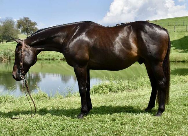 Exceptional 16.2h OTTB – Quiet, Versatile & One of a Kind, Farroy Demcal, Horses For Sale, London