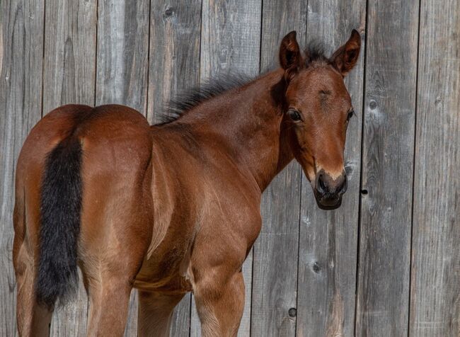 Außergewöhnliches AQHA Quarter Horse Hengstfohlen mit viel Potenzial, Kerstin Rehbehn (Pferdemarketing Ost), Horses For Sale, Nienburg