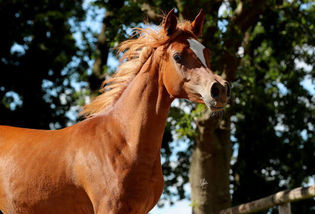 Außergewöhnliche Blue List Stute, Patrick Ricke , Horses For Sale, Winterberg , Image 2