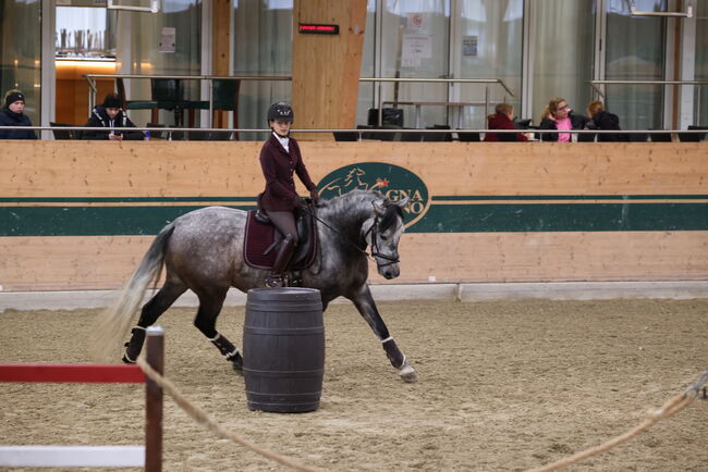 Außergewöhnlicher Wallach fürs große Dressurviereck, Nathalie, Horses For Sale, Wien, Alsergrund, Image 6