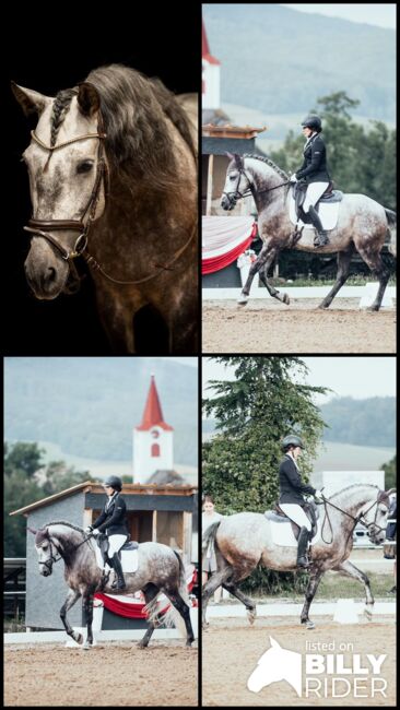 Außergewöhnlicher Wallach fürs große Dressurviereck, Nathalie, Horses For Sale, Wien, Alsergrund, Image 8