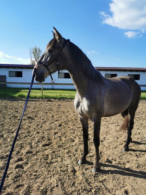 Exceptional P.R.E. Mare 2020 for sale, Suzana, Horses For Sale, Wien, Image 7