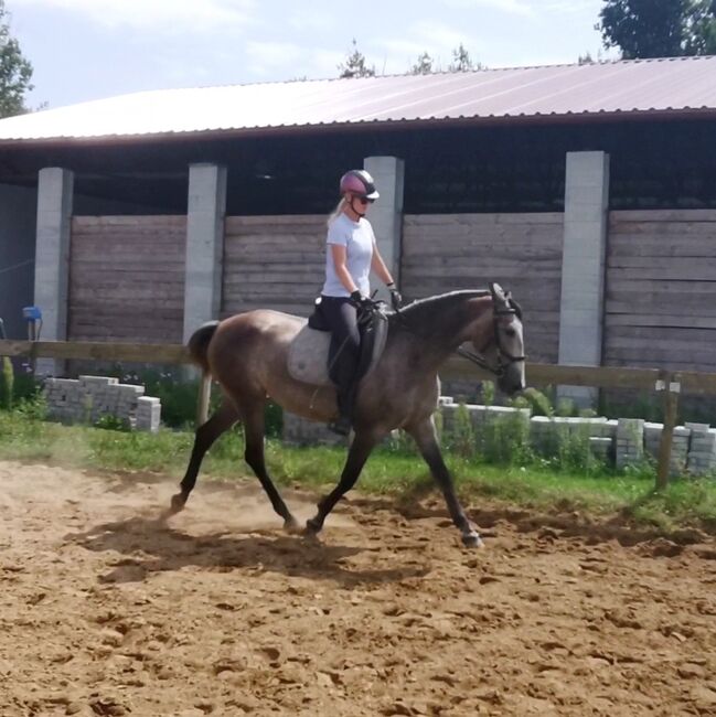 Exceptional P.R.E. Mare 2020 for sale, Suzana, Horses For Sale, Wien, Image 4