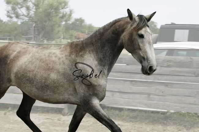 Exceptional P.R.E. Mare 2020 for sale, Suzana, Horses For Sale, Wien, Image 3