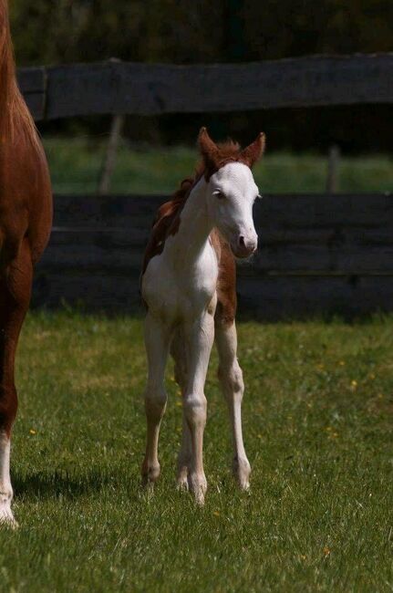 Aussergewöhnliches Quarter Horse Stutfohlen, Kerstin Rehbehn (Pferdemarketing Ost), Horses For Sale, Nienburg, Image 6