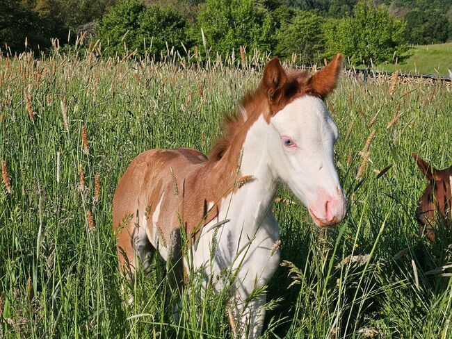 Aussergewöhnliches Quarter Horse Stutfohlen, Kerstin Rehbehn (Pferdemarketing Ost), Horses For Sale, Nienburg, Image 7